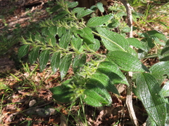 Lithospermum helleri