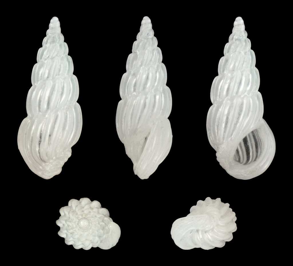 Schwartziella inconspicua