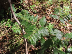 Lithospermum helleri