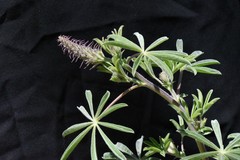 Lupinus lepidus confertus