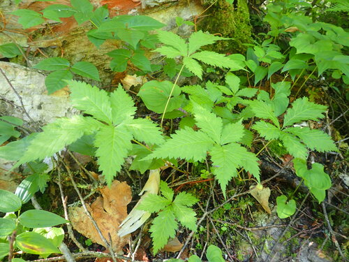 Rubus ikenoensis iNat (2)