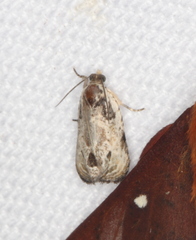 Olethreutes griseoalbana