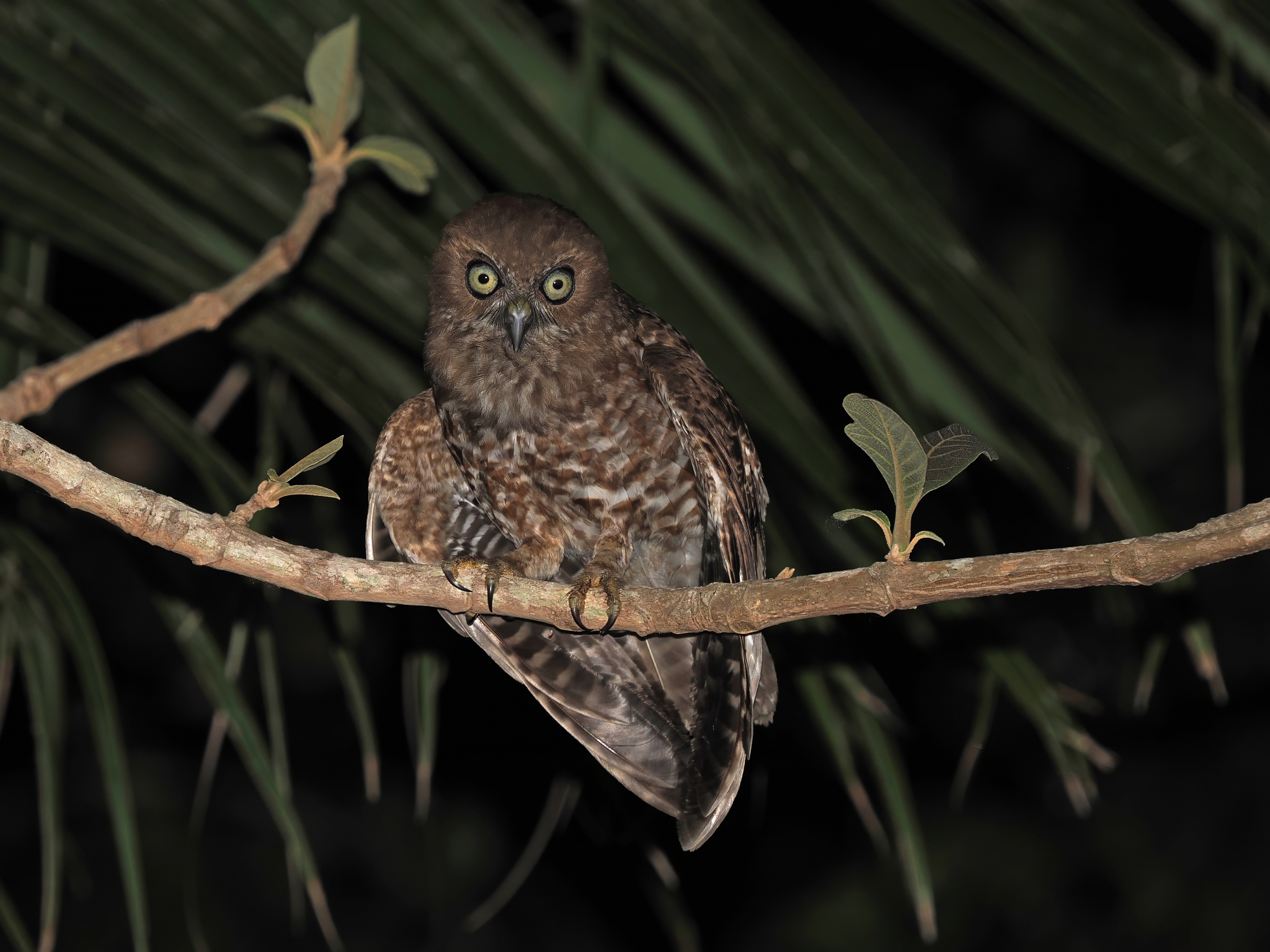 Alor Boobook (Ninox plesseni), photo 2