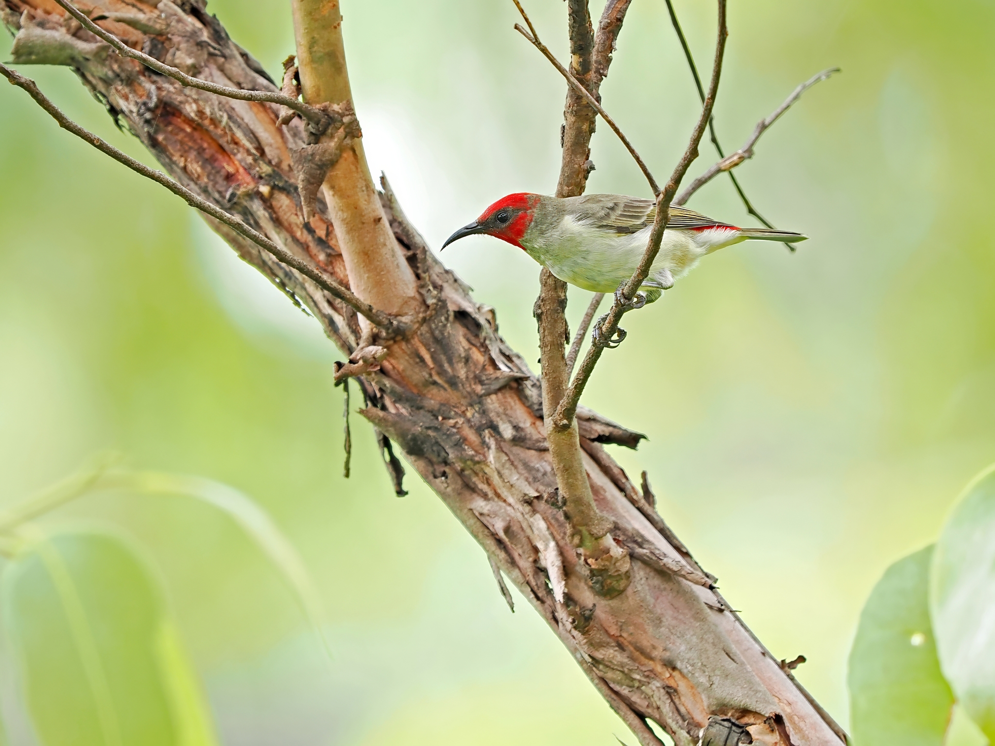 Alor Myzomela (Myzomela prawiradilagae), photo 1
