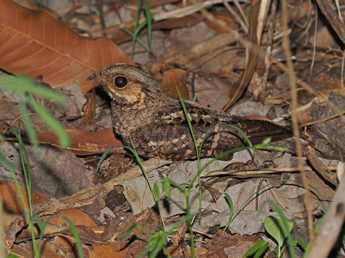 Mees's Nightjar (Caprimulgus meesi), photo 1