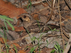 Mees's Nightjar photo 1