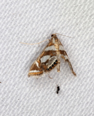 Chrysendeton medicinalis