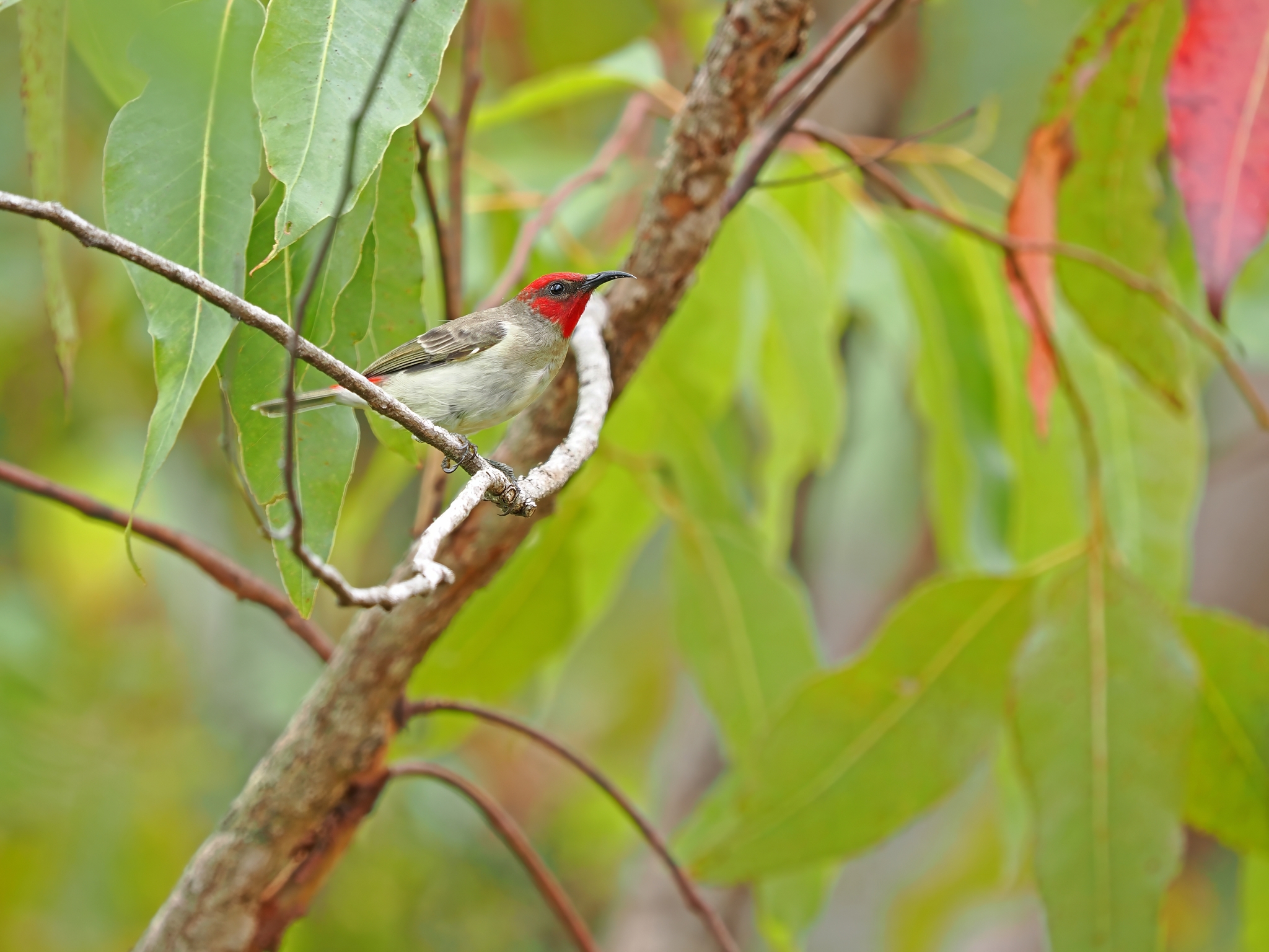 Alor Myzomela (Myzomela prawiradilagae), photo 2