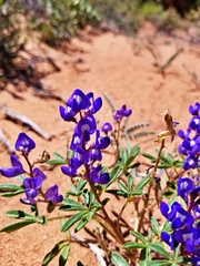 Lupinus pusillus
