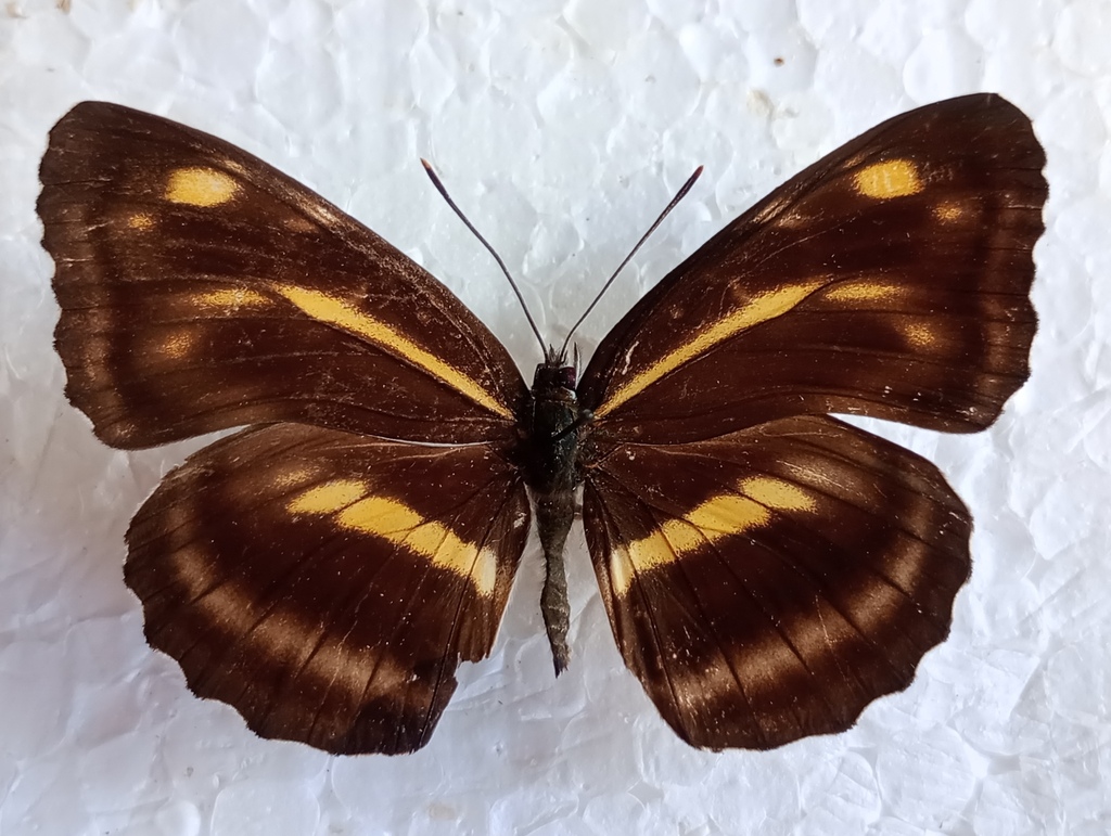Neptis ilos