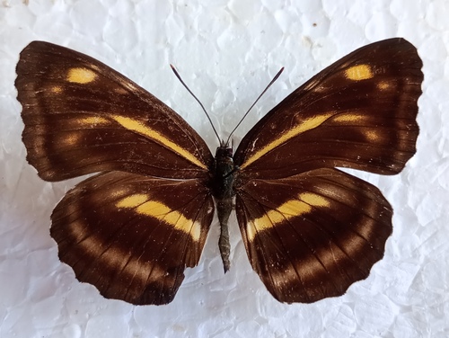Neptis ilos