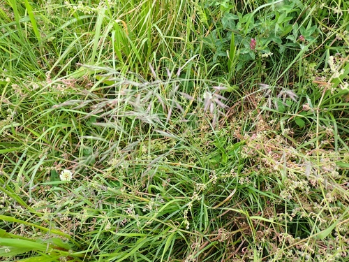 Chewing's Fescue (Festuca nigrescens)