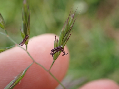 Image of Festuca nigrescens by (c) Benjamin Lavin, some rights reserved (CC BY)