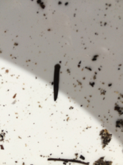 Continenticola