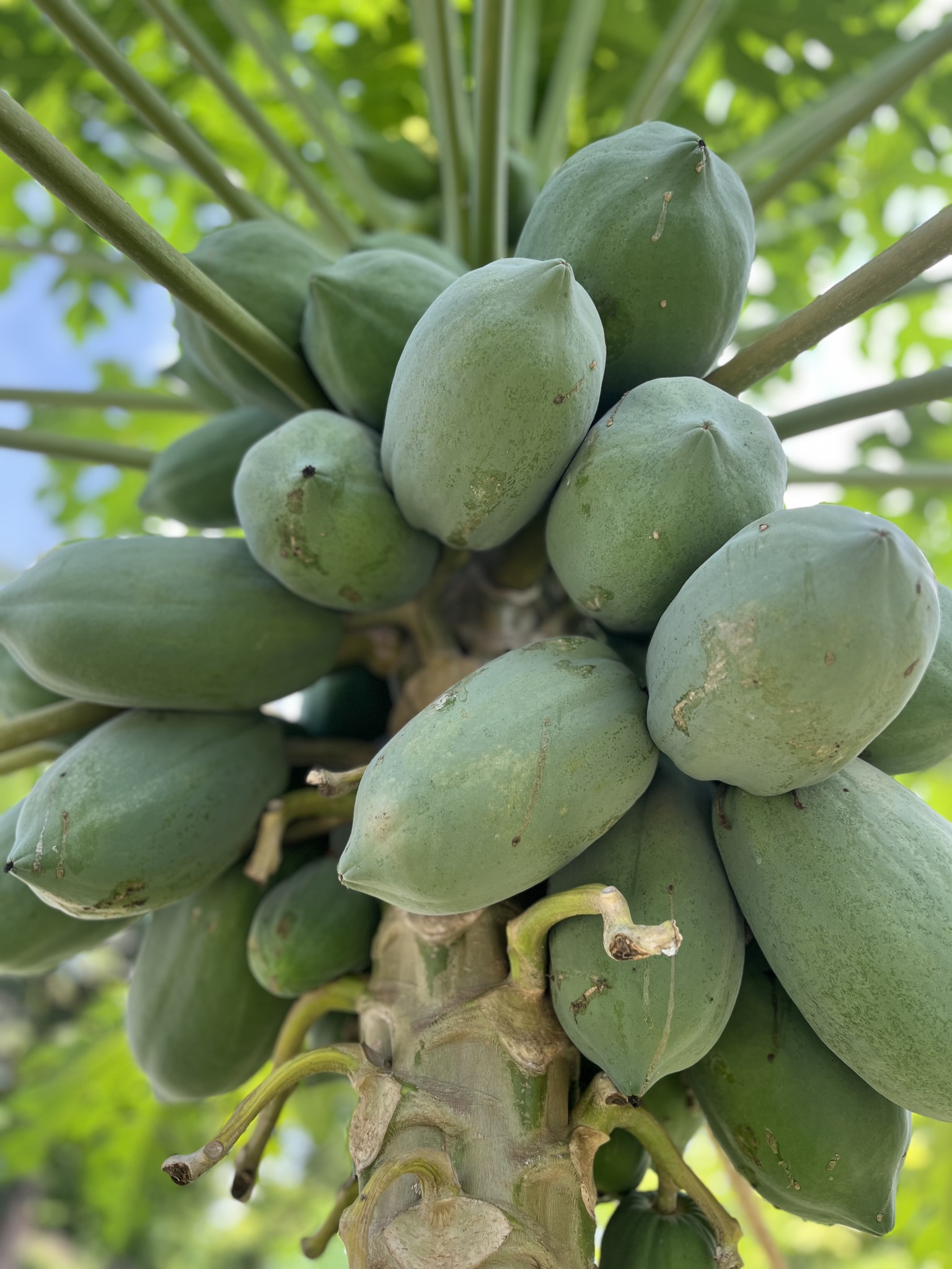 Carica