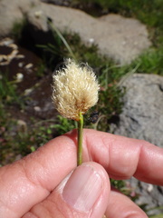Calliscirpus brachythrix