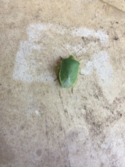 Nezara viridula