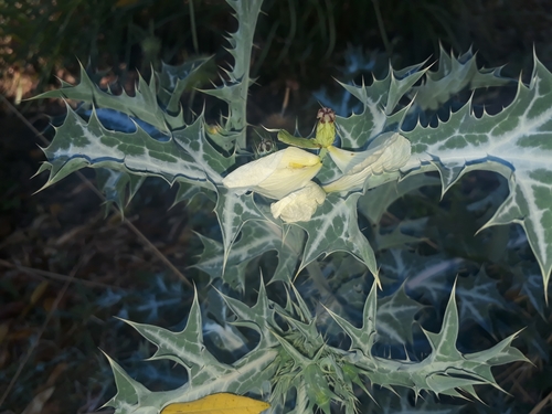 Argemone ochroleuca subsp. ochroleuca image