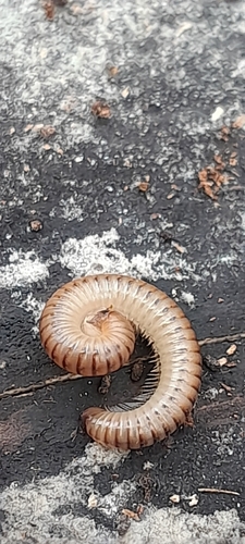 Cylindroiulus boleti