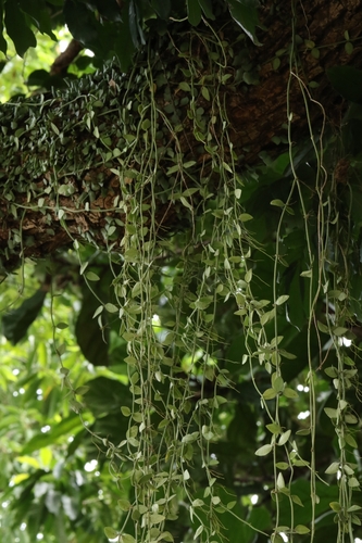 Dischidia chinensis, photograph 4