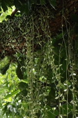 author not stated, no rights reserved Dischidia chinensis, photograph author not stated, no rights reserved