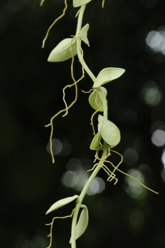 Dischidia chinensis, photograph 5
