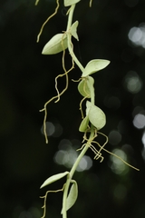 author not stated, no rights reserved Dischidia chinensis, photograph author not stated, no rights reserved