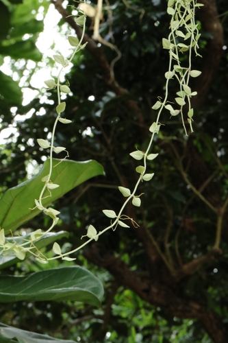 Dischidia chinensis, photograph 6