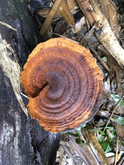 Stiptophyllum erubescens