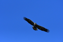 Haliaeetus leucocephalus leucocephalus