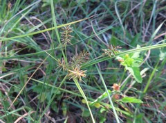 Cyperus pseudothyrsiflorus