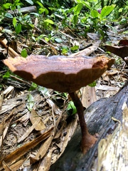 Stiptophyllum erubescens