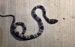 Trimorphodon biscutatus