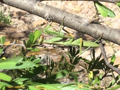 Trachymantis dentifrons