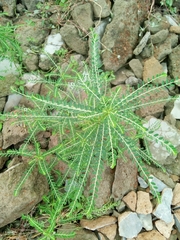 Phyllanthus niruri