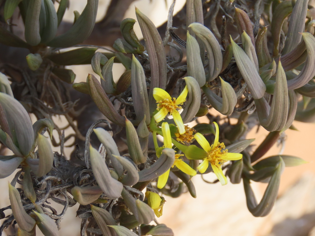 Senecio succulentus Sch.Bip. non Forssk. 2