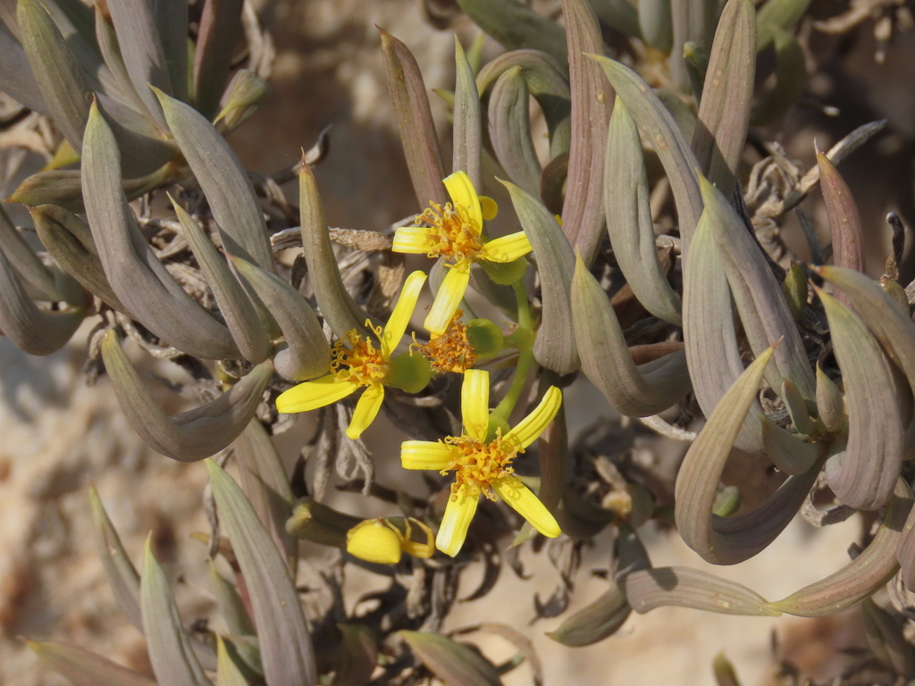 Senecio succulentus Sch.Bip. non Forssk.