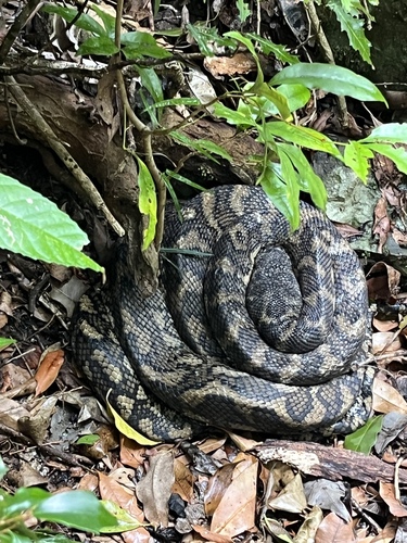 Coastal Carpet Python sighting