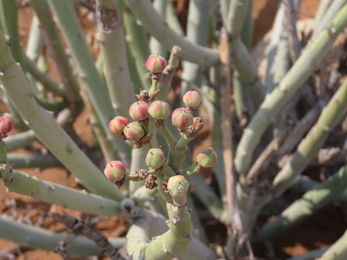 Euphorbia dregeana, photograph 2