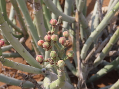 Euphorbia dregeana, photograph author not stated, no rights reserved