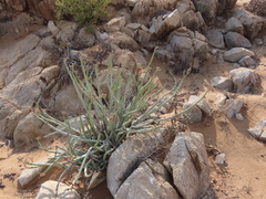 Euphorbia dregeana, photograph author not stated, no rights reserved
