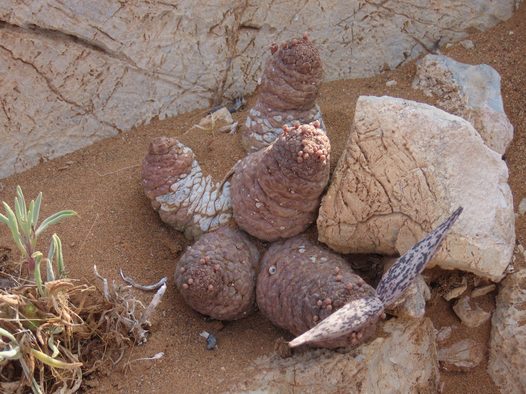 Larryleachia marlothii (N.E.Br.) Plowes 3