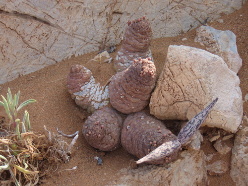 Namibian Barrel Milkweed (Larryleachia marlothii)