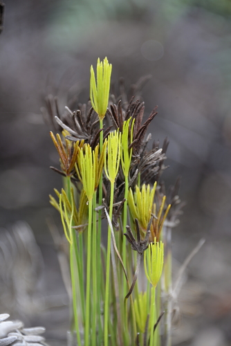 Actinostachys