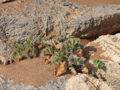 Pelargonium crassicaule