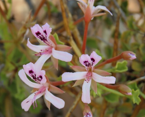 Image of Thorny Pelargonium (Pelargonium spinosum) by no rights reserved