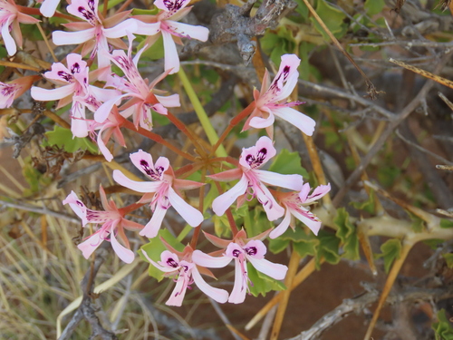 Image of Thorny Pelargonium (Pelargonium spinosum) by no rights reserved