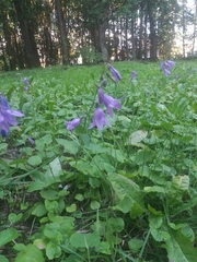 Campanula rapunculoides