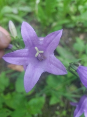 Campanula rapunculoides