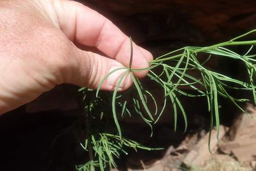 Maerua rosmarinoides, photograph 5